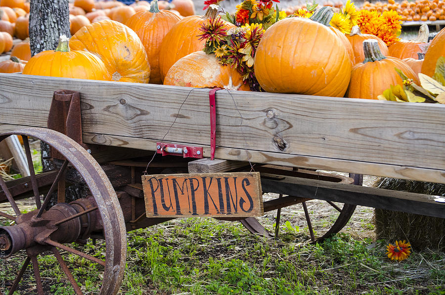 The Pumpkin Wagon Photograph by Debbie Karnes