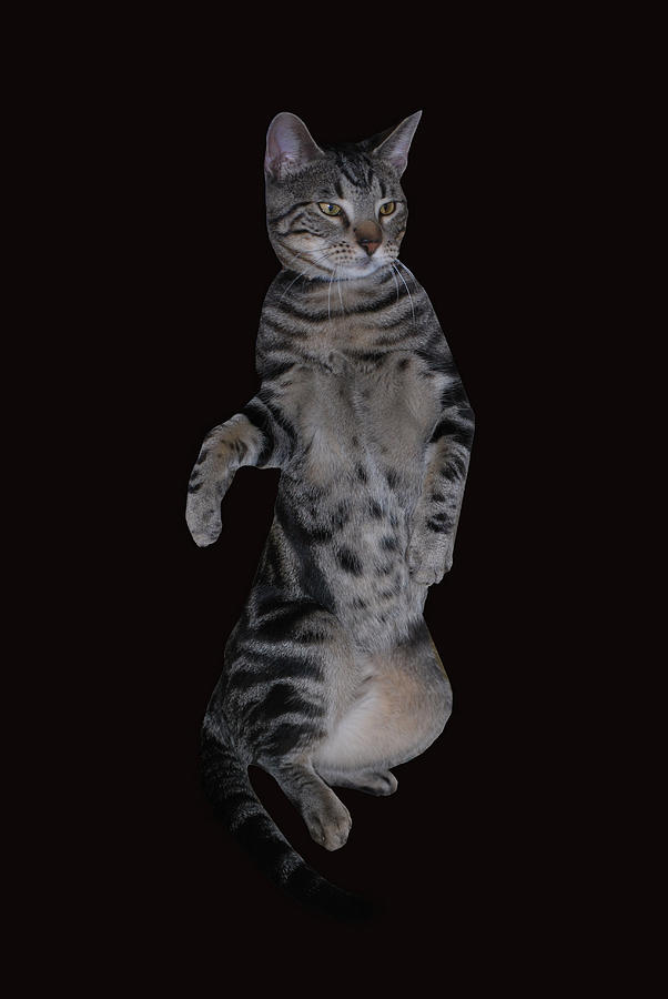 The Pussycat Dance Photograph By Michelle Cruz Fine Art America 
