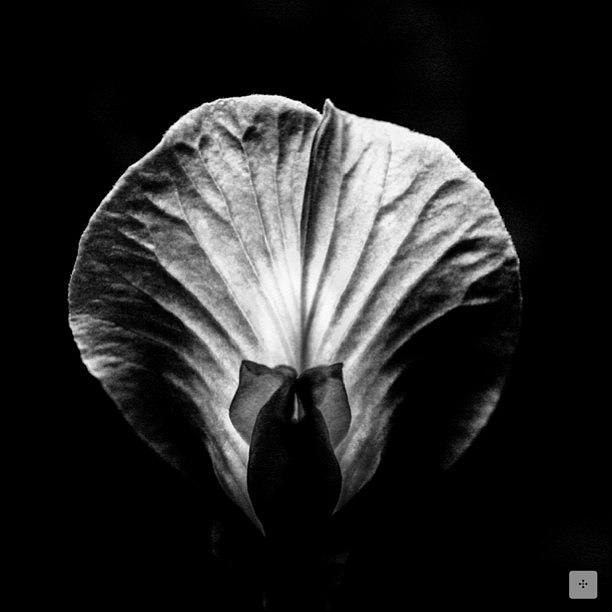 Abstract Photograph - The Queen #bw #blackandwhite by The Art.box