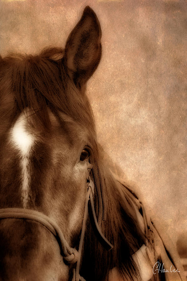 The Ranch Horse Photograph by Christine Hauber