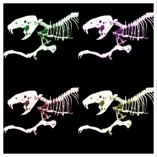 mesonychid skeleton