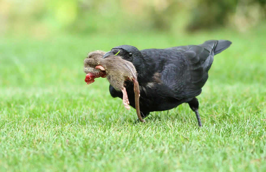 Blackbird Photograph - The rats killer by Mircea Costina Photography