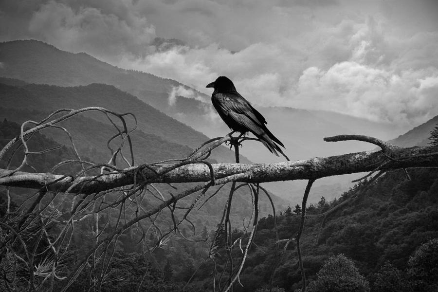 The Raven Sentinel Photograph