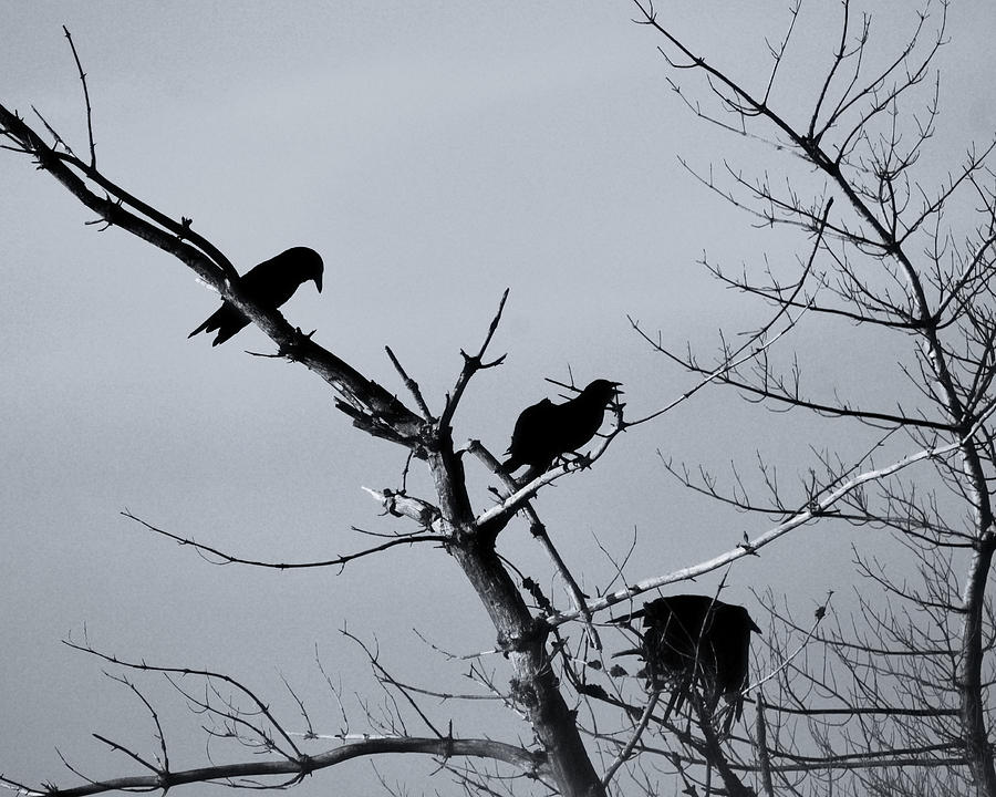 The Raven Tree Photograph by Sue Capuano