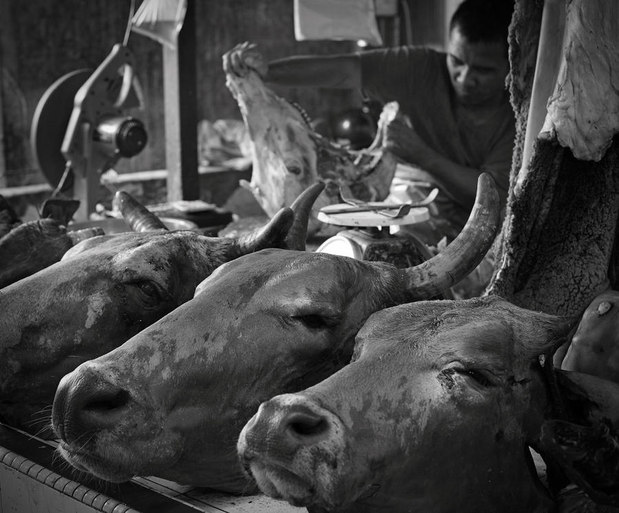 Cow Photograph - The Real Butcher by Gwoeii Ho