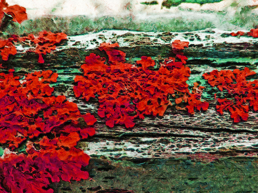 Lichen Photograph - The Red Clouds by Steve Taylor