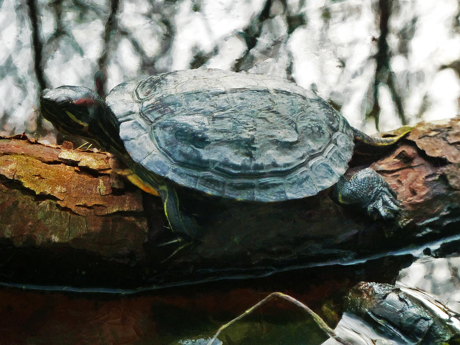 The Red Eared Slider Photograph