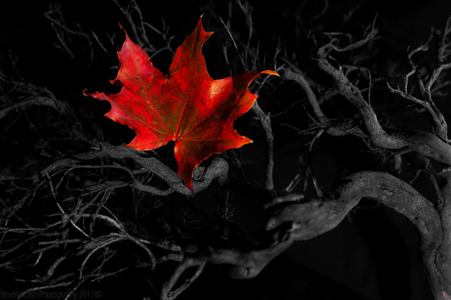 The Red Leaf Photograph by B Cash