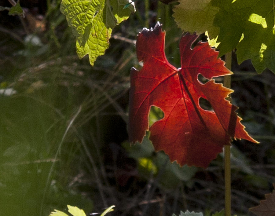 Grape Leaf Photograph - The Red Leaf of Fall IMG 0108 by Torrey E Smith Grape Leaf Photograph - The Red Leaf of Fall IMG 0108 by Torrey E Smith