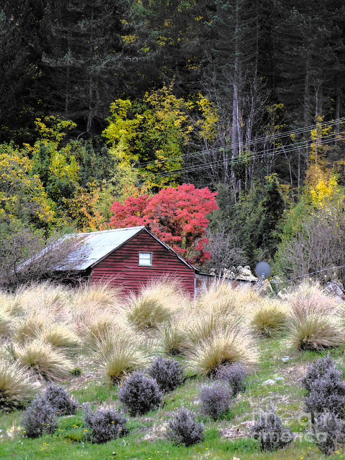 The Red Shed Photograph by Karen Lewis