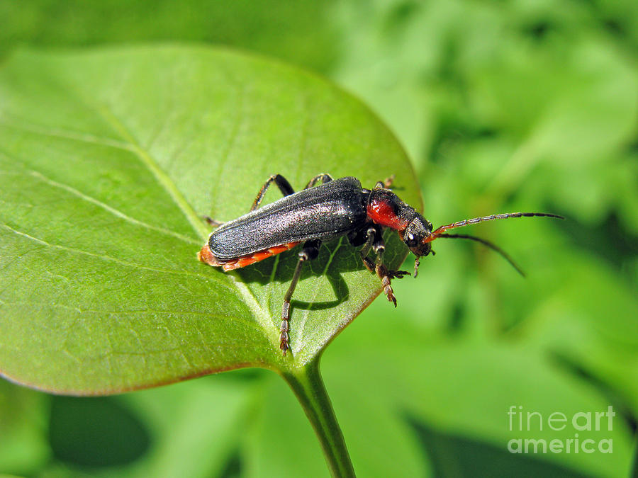 Nature Photograph - The rednecked Bug- Close Up 2 by Ausra Huntington nee Paulauskaite
