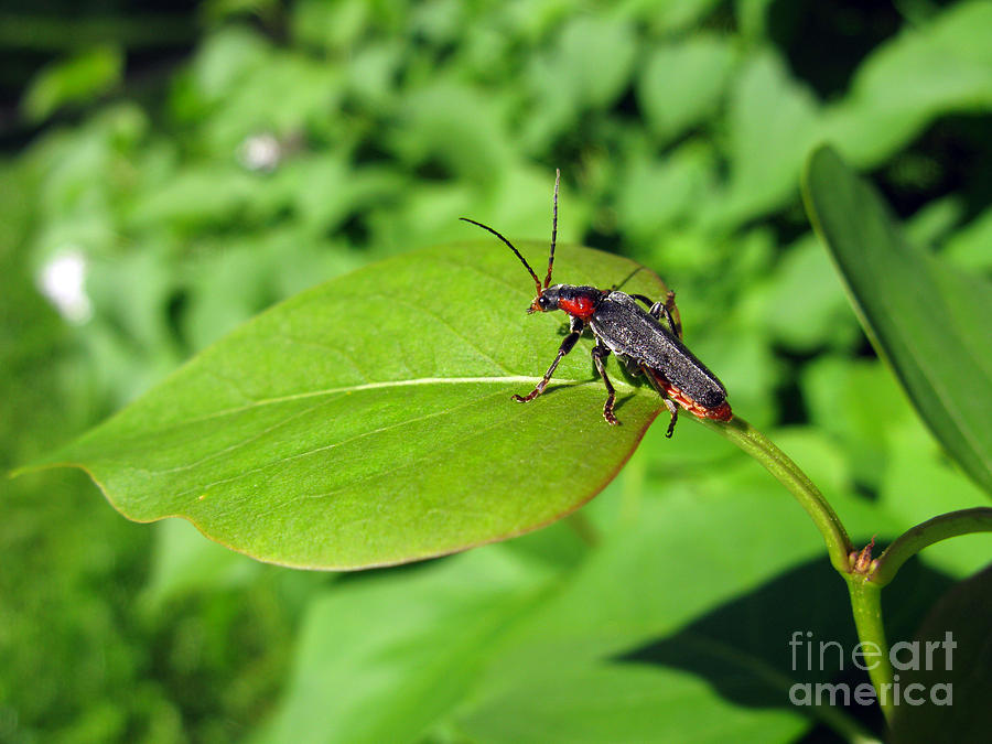 Nature Photograph - The Rednecked Bug on the Leaf by Ausra Huntington nee Paulauskaite