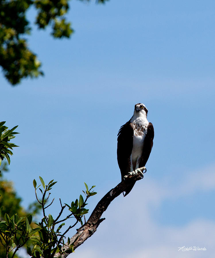 The Regal Osprey Photograph by Michelle Constantine