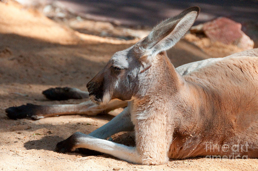 Kangaroo Photograph - The Resting Roo by Rob Hawkins