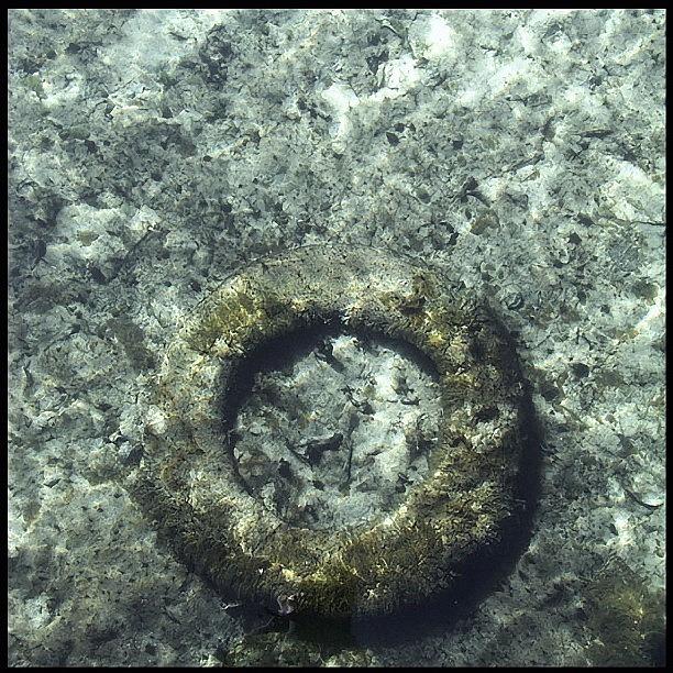 Ring Photograph - The Ring (underwater) by Beda MoBe