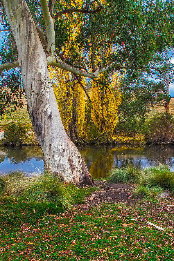 The River Gum Photograph by Mark Lucey