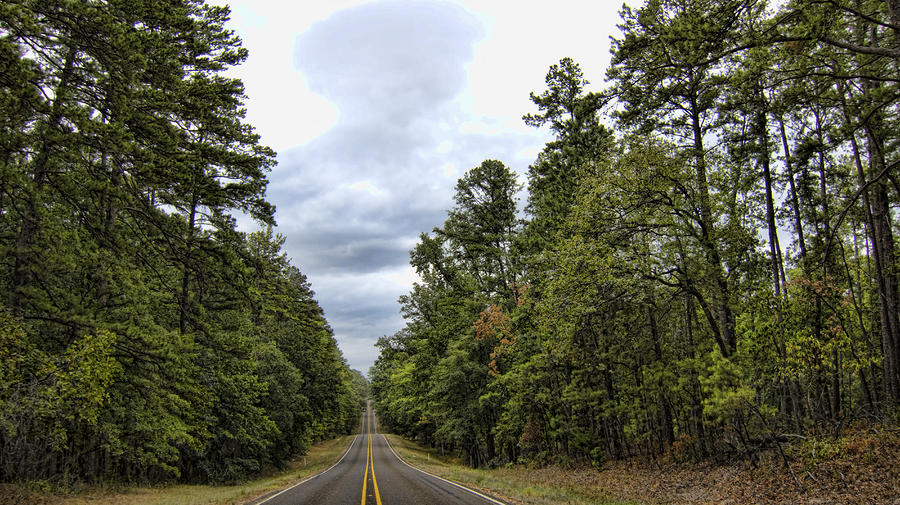 Tree Photograph - The Road Ahead by Douglas Barnard