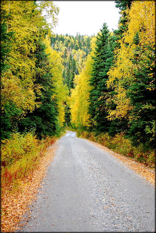 Fall Photograph - The Road to the Salcha River by Kathy Sampson