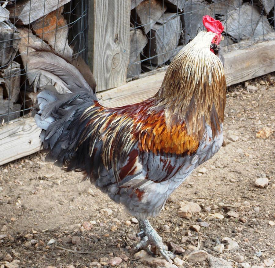 The Rooster Photograph by Regina McLeroy - Fine Art America