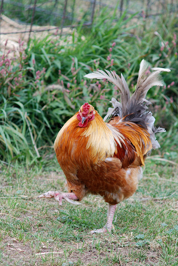 The Rooster Stomp Photograph by Janice Adomeit