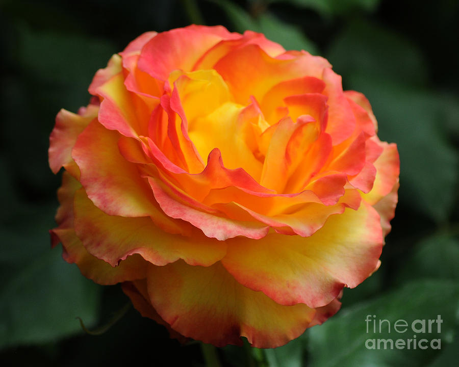 Rose Photograph - The Rose 2 by Vivian Christopher