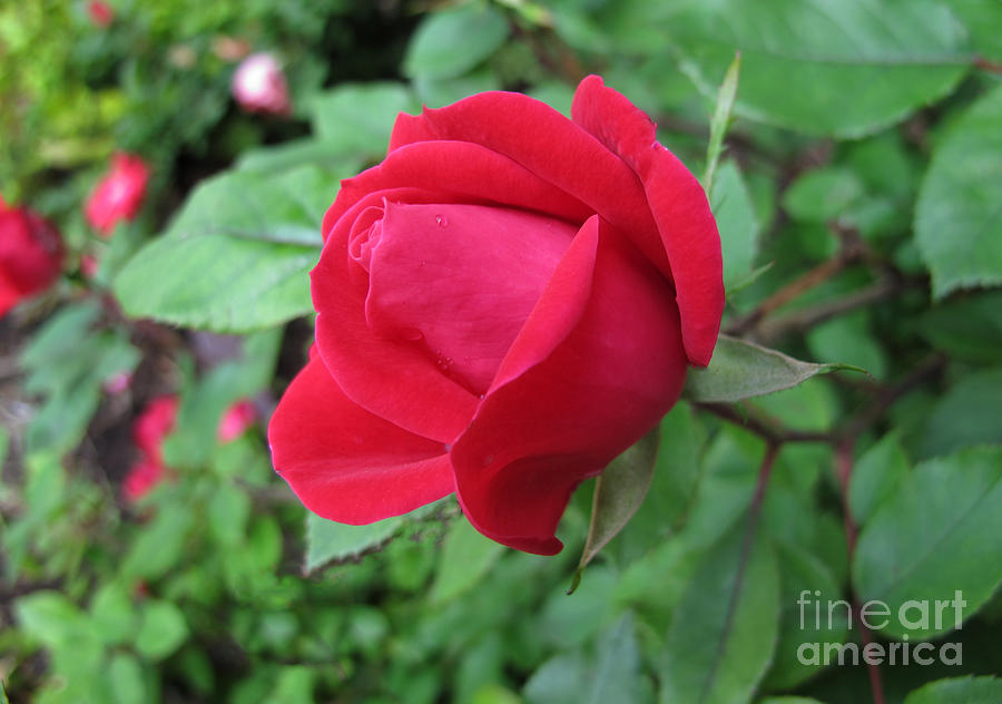 The Rose Photograph by Arlene Carmel