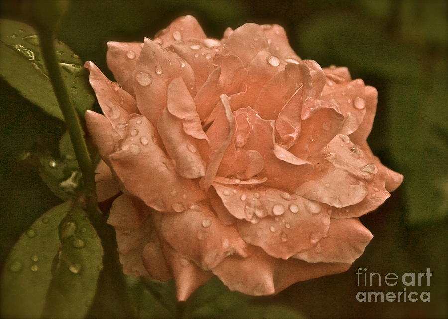 The Rose Photograph by Carol  Bradley