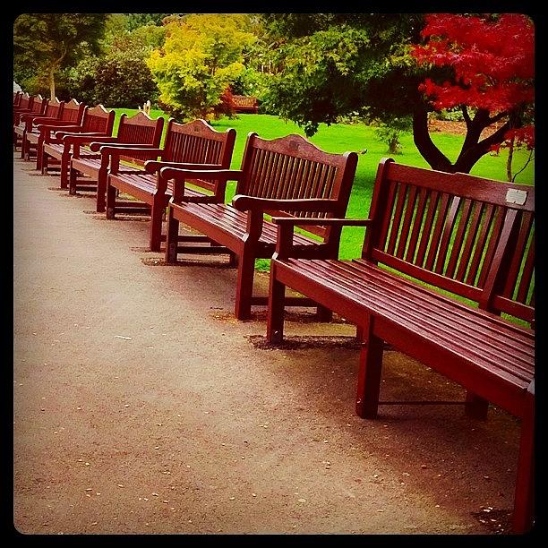 Bench Photograph - The Rose Gardens At #roath Park by Mark Eagling