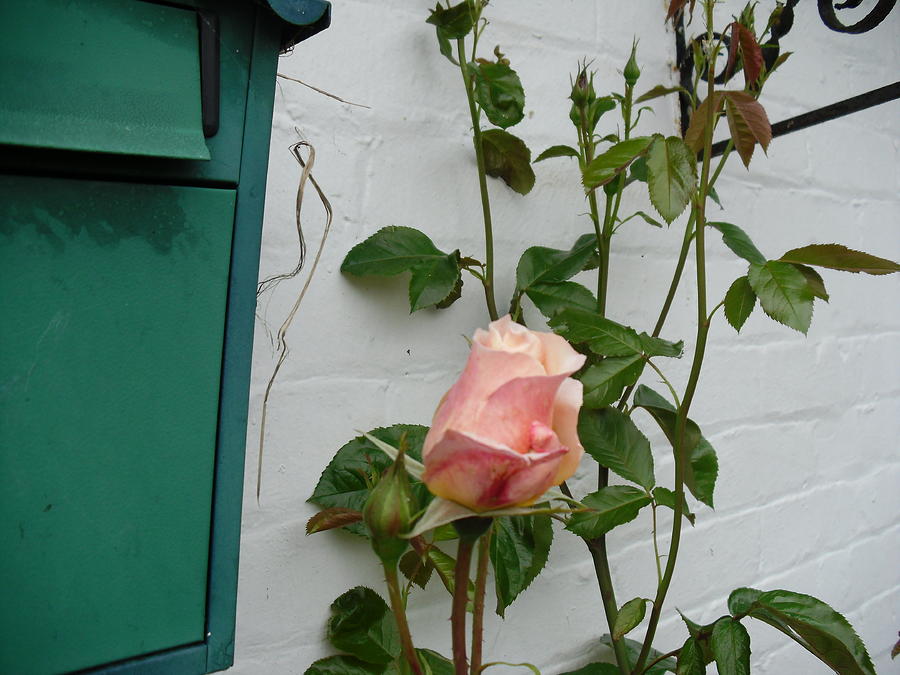 The Rose Photograph by Judith Desrosiers