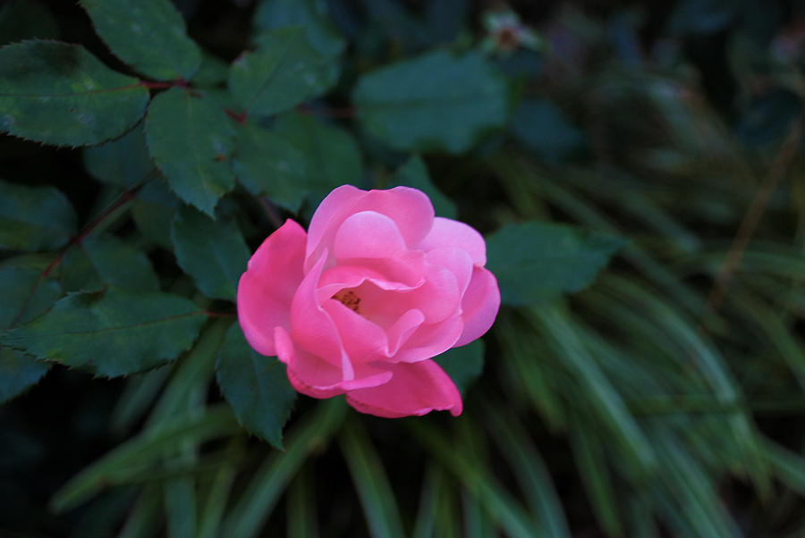 Nature Photograph - The Rose by Devin Rader