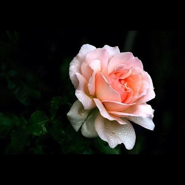 Nature Photograph - The Rose #macrogardener by Chris Barber