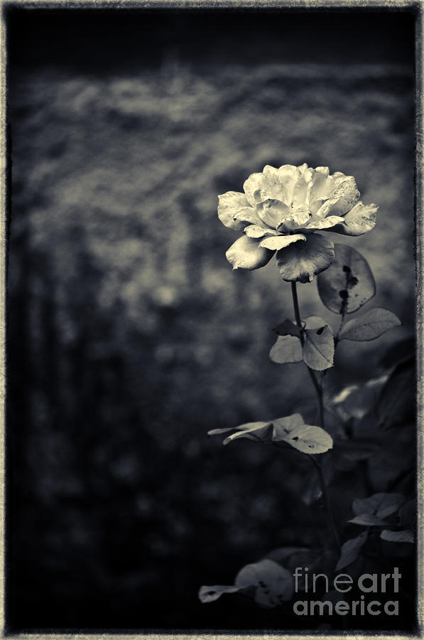 Rose Photograph - The rose by Silvia Ganora