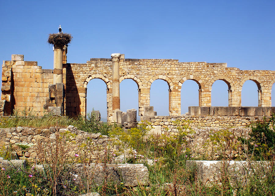 Stork Photograph - The Ruins at Volubilis Morocco by HD Hasselbarth