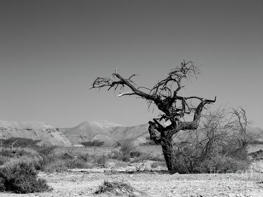 The running tree Photograph by Arik Baltinester
