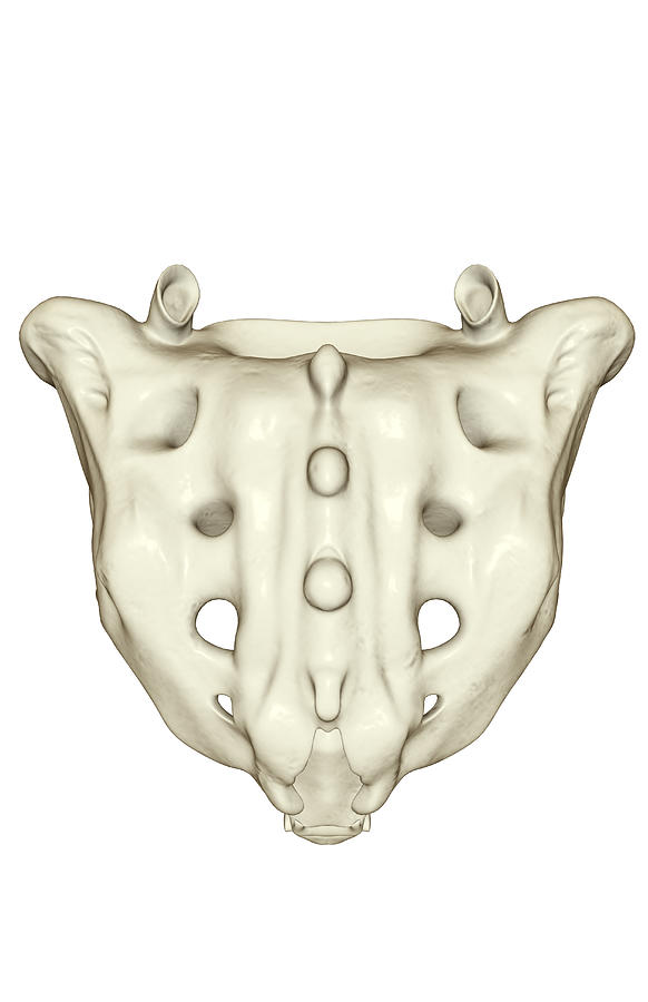 The Sacrum Digital Art by MedicalRF.com - Fine Art America