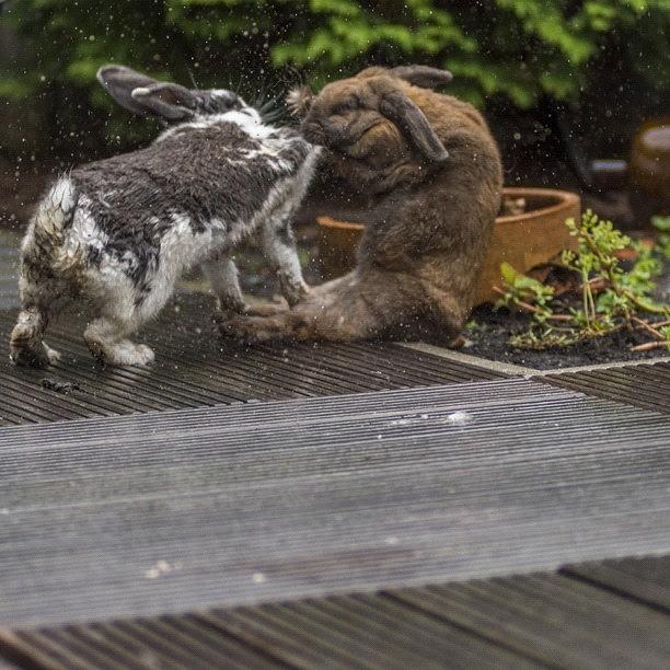 The Same Sweet And Fluffy Bunnies From Photograph by Andy Kleinmoedig