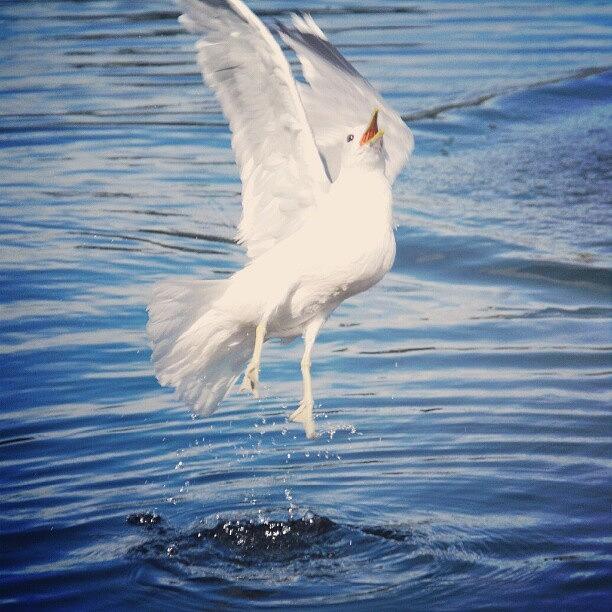 The Seagul Jumped After My Food. Yay Photograph by Lise Igland