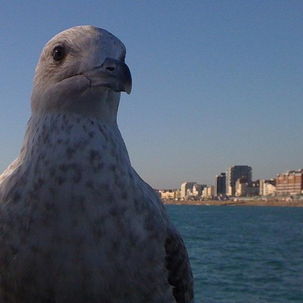 The Seagulls On Brighton Pier Are Photograph by Lord Nibs