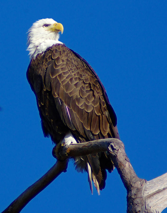 The Sentry Photograph by Timothy Kluge - Fine Art America