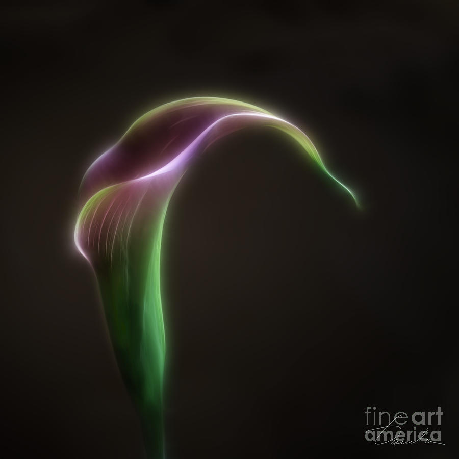 The sexuality of Calla Lily Photograph by Danuta Bennett