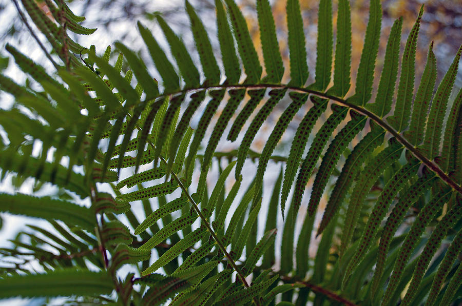 The Shade of a Fern Photograph by Tikvahs Hope