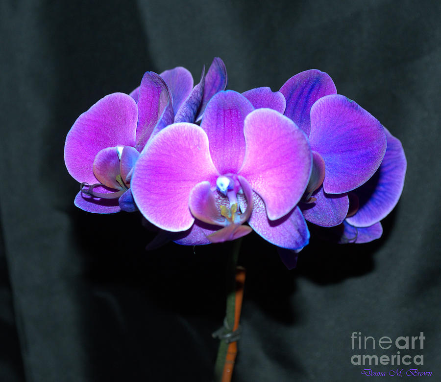 The Shade Of Orchids Photograph by Donna Brown