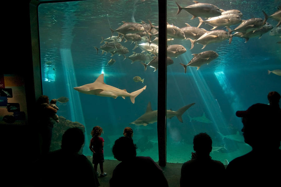 The Shark Tank Photograph by Margaret Pitcher