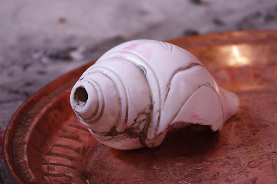 The Shell Pyrography by Bidyut kumar Datta | Fine Art America