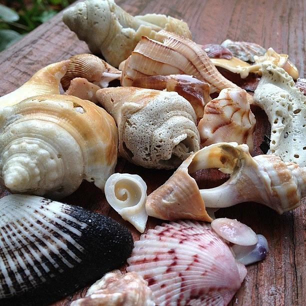 Shell Photograph - The Shell Collector by Love Bird Photo