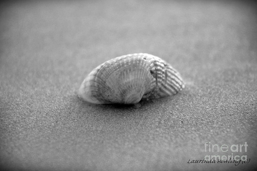 The Shell Photograph by Laurinda Bowling
