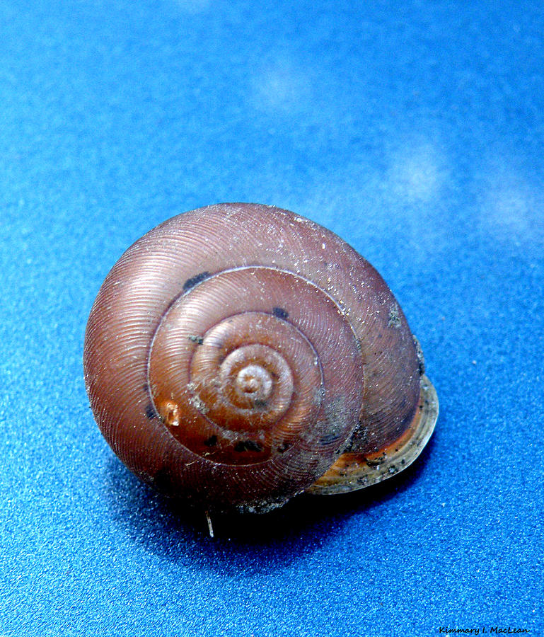 The Shell of a Snail Photograph by Kimmary MacLean