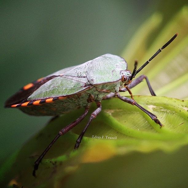 Nature Photograph - The Shield Bug Stoned On Sap by Leon Traazil