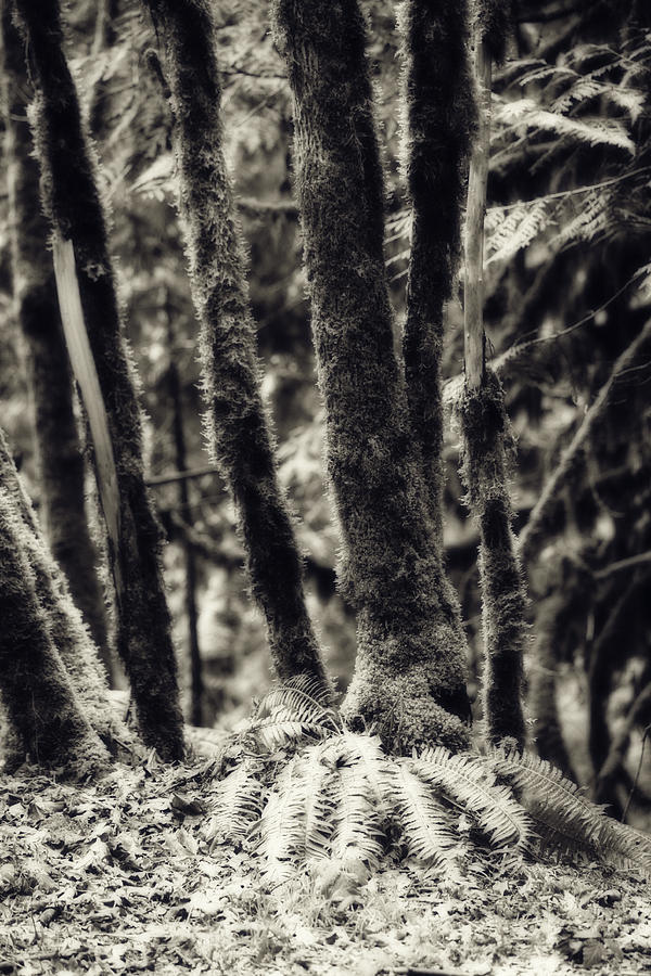 Nature Photograph - The Silent Woods by Bonnie Bruno
