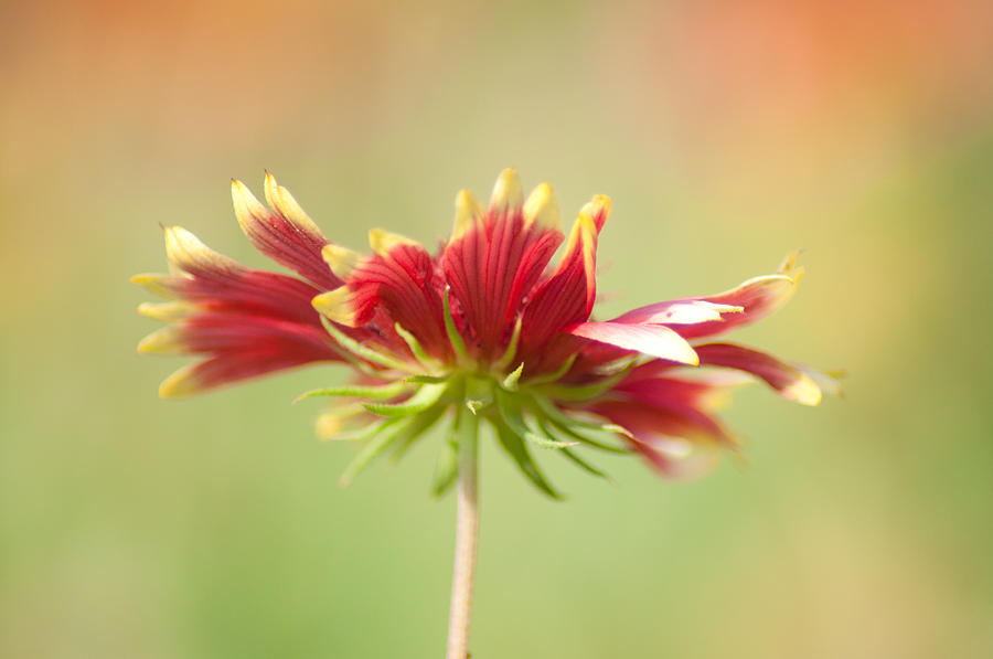 Nature Photograph - The Skirt by Kornrawiee Miu Miu